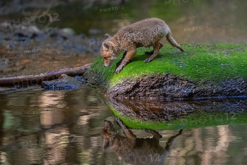 One young red fox, Vulpes vulpes, walking over a mossy rock in a shallow forest creek in late light. Searching for food
