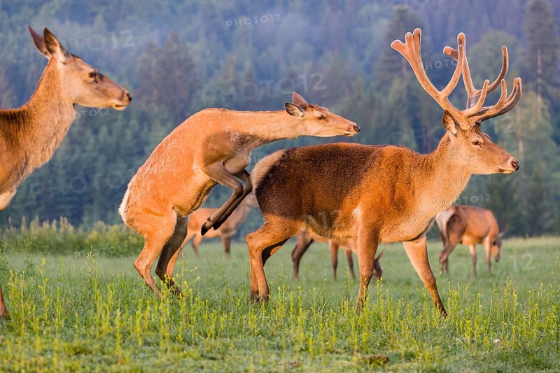 An Altai maral hind, Altai wapiti or Altai elk (Cervus canadensis sibiricus) rides up on a stag and shows dominance behavior