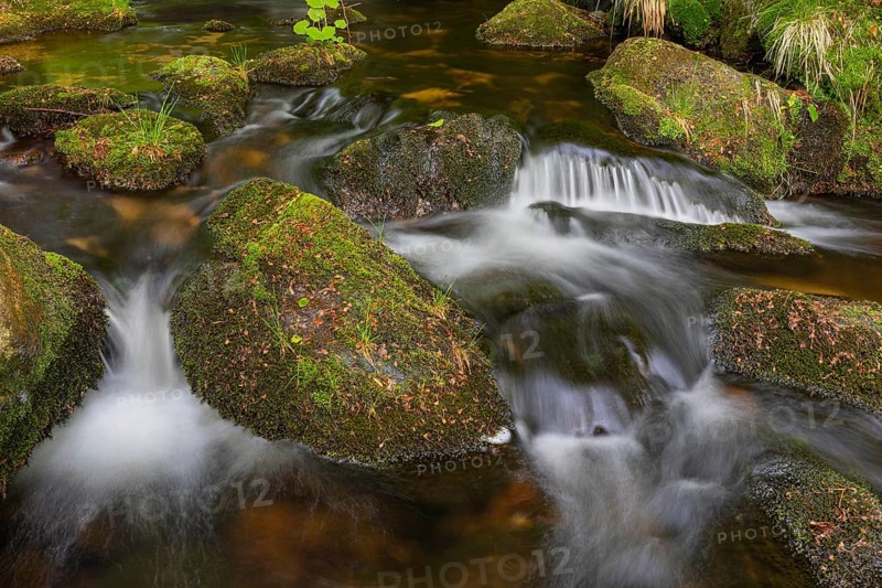 Kleine Ohe creek below Waldhaeuser village in the Bavarian Forest Nationalpark. Flowing water, little cascades, mossy stones and fresh green vegetation