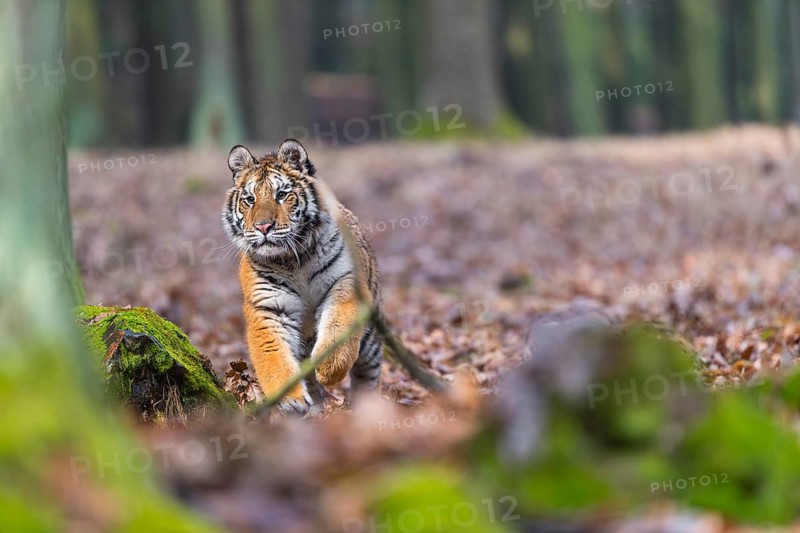 One young female Siberian Tiger, Panthera tigris altaica, running thru a forest
