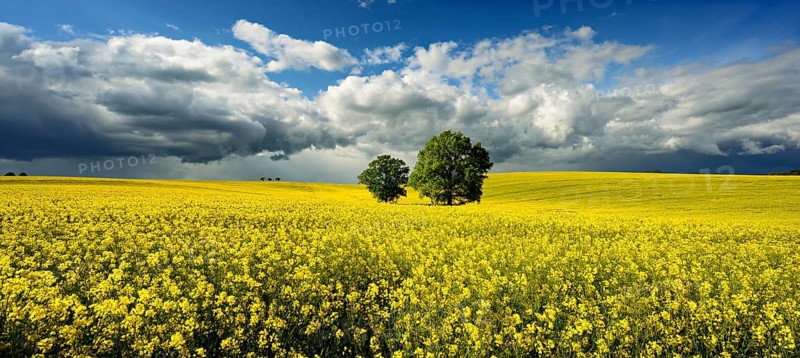 Solitary oaks in a flowering rape field, approaching thunderstorm, Saxony-Anhalt, Germany, Europe