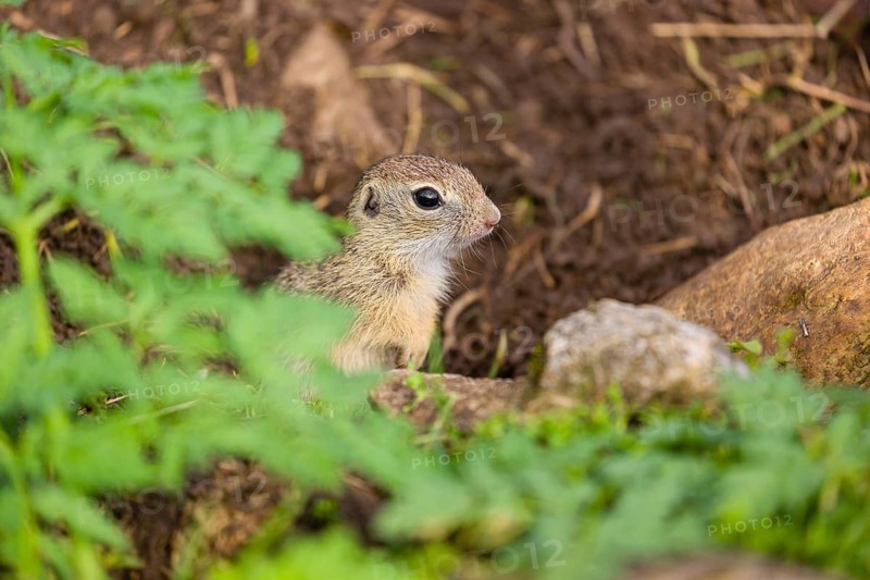 A young European ground squirrel (Spermophilus citellus) or European souslik stands tall on rocky terrain