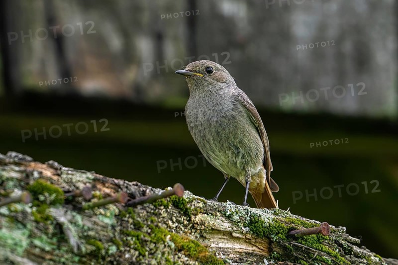 Black redstart (Phoenicurus ochruros gibraltariensis) female, first calendar year male perched on weathered wooden beam of barn, shed in spring