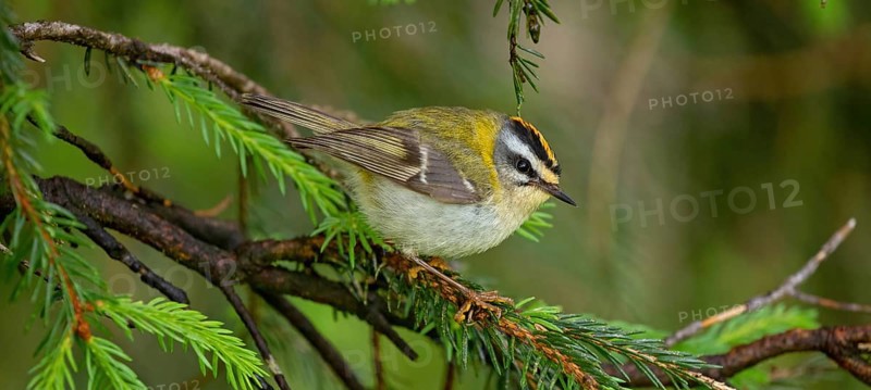 Goldcrest, Regulus ignicapillus, Luce, Mountain area, Luce, Styria, Slovenia, Europe