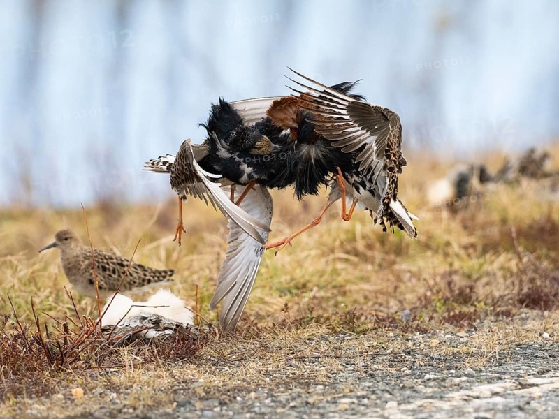 Ruff (Calidris pugnax) two males in breeding plumage at lek, fighting over female, Pokka, Finnish Lapland