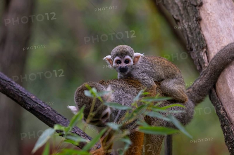 One female Central American squirrel monkey, Saimiri oerstedii, carrying her baby. Green vegetation around