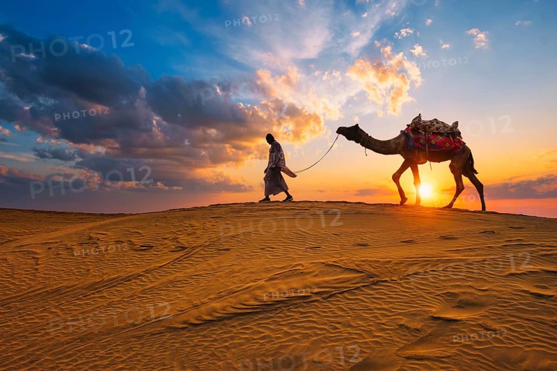 Indian cameleer camel driver bedouin with camel silhouettes in sand dunes of Thar desert on sunset. Caravan in Rajasthan travel tourism background safari adventure. Jaisalmer, Rajasthan, India, Asia