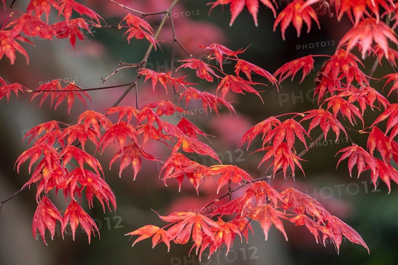 Japanese fan maple (Acer palmatum Trompenburg), autumn colours, Emsland, Lower Saxony, Germany, Europe
