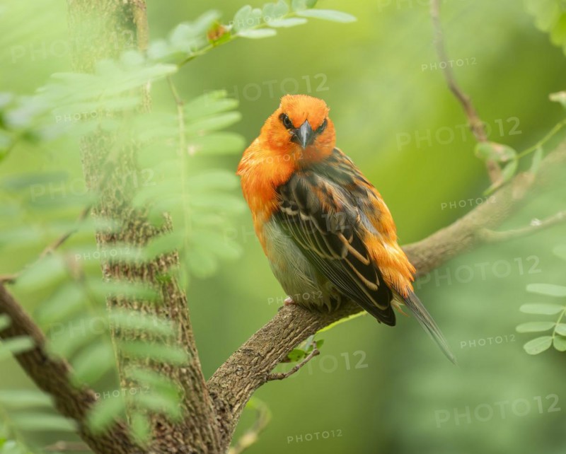 Red fody (Foudia madagascariensis), male, sitting on a branch, occurring in Madagascar, captive