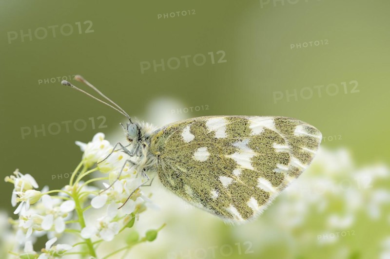 Bath white (Pontia daplidice), Provence, Southern France