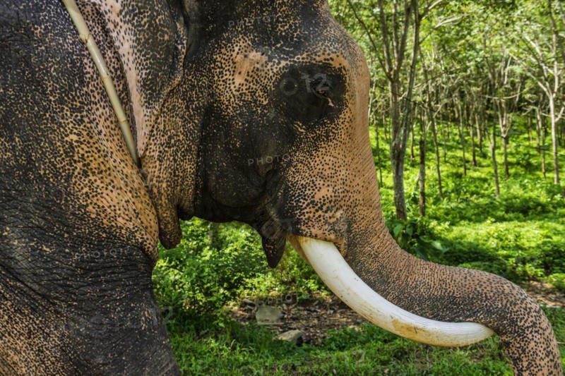 Asian elephant (Elephas maximus), Thai, Thai, Asian, trunk, animal, mammal, animal park, ivory, animal cruelty, animal husbandry, tourism, tourist, travel, travel form, ride, tame, farm animal, trained, dressage, tamed, working animal, looks, looks, looking, head, looks, camera view, Ko Lanta, Thailand, Asia