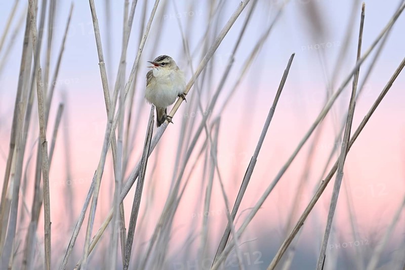 Reed warbler (Acrocephalus schoenobaenus), male on reeds, Lake Neusiedl National Park, Seewinkel, Burgenland, Austria, Europe