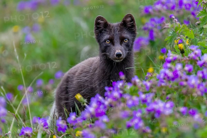 Dark arctic fox (Vulpes lagopus), ice fox, standing in a flower meadow, frontal, summer, Hornstrandir, Westfjords, Iceland, Europe