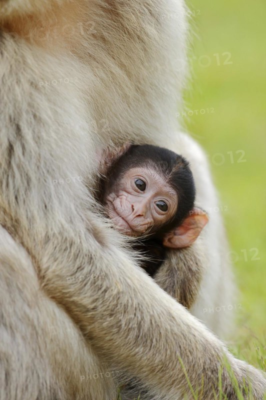 Barbary macaque (Macaca sylvanus), juvenile, captive, occurring in Morocco, Algeria and Gibraltar