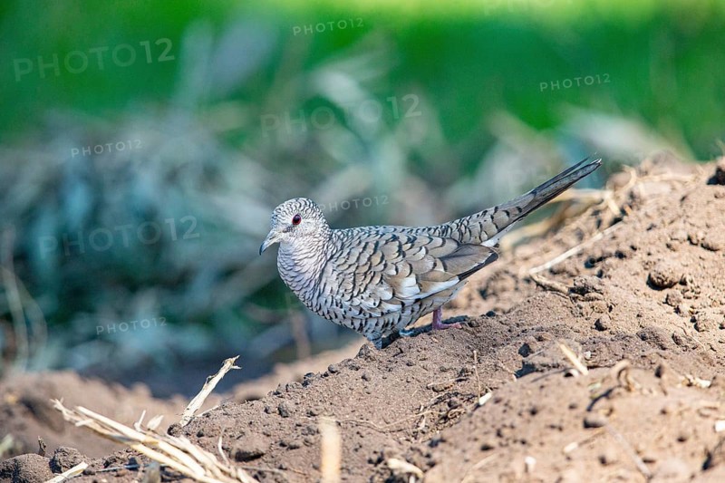Scaled pigeon (Columbina squammata) pantanal Brazil