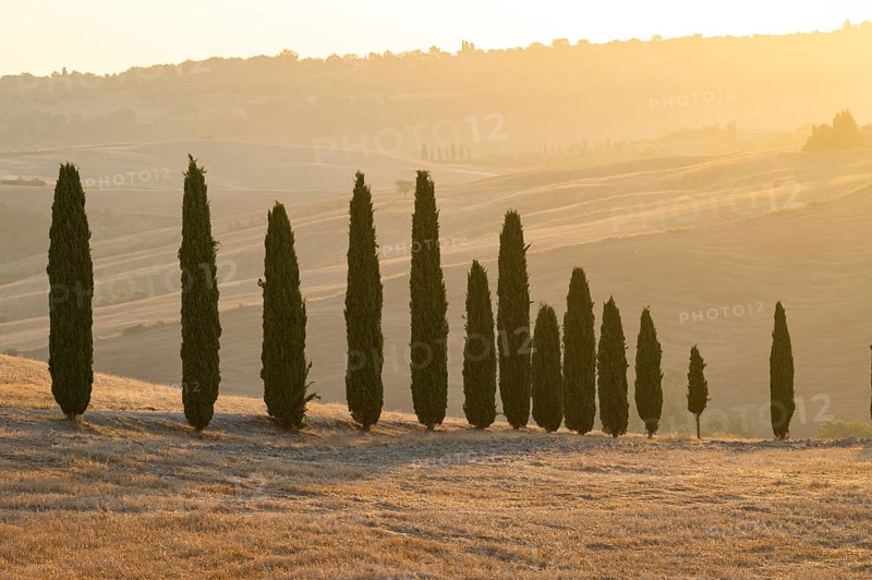 Typical Tuscan landscape in Val d'Orcia with hills, trees, fields, farmhouses and cypresses at sunrise in summer, Tuscany, Italy, Europe
