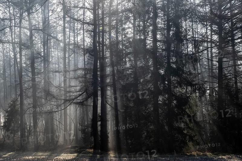 Fog in the coniferous forest, Emsland, Lower Saxony, Germany, Europe