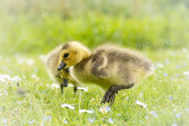 Canada goose chicks (Branta canadensis) two running through grass and daisies, looking for food, close-up, profile view, background green whirling reeds, Dortmund, North Rhine-Westphalia, Germany, Europe