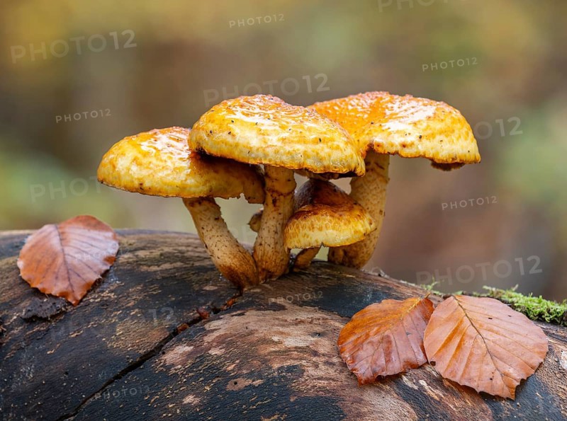 Goldfell Schüppling (Pholiota aurivella), fruiting body on a dead trunk of a copper beech (Fagus sylvatica) lying on the ground, dead wood, Hainich National Park, Thuringia, Germany, Europe