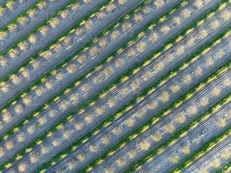 Rows of cultivated almond trees (Prunus dulcis) in the Campiña Cordobesa, the fertile rural area south of the town of Córdoba. Aerial view. Drone shot. Córdoba province, Andalusia, Spain, Europe