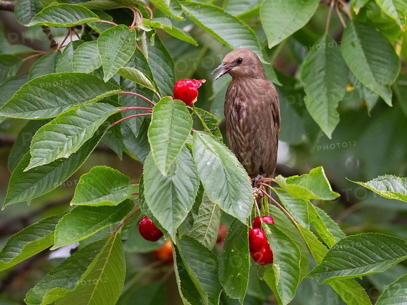 European Starling (Sturnus vulgaris), juvenile bird, perched in a cherry tree, feeding on ripe cherries, Hesse, Germany, Europe