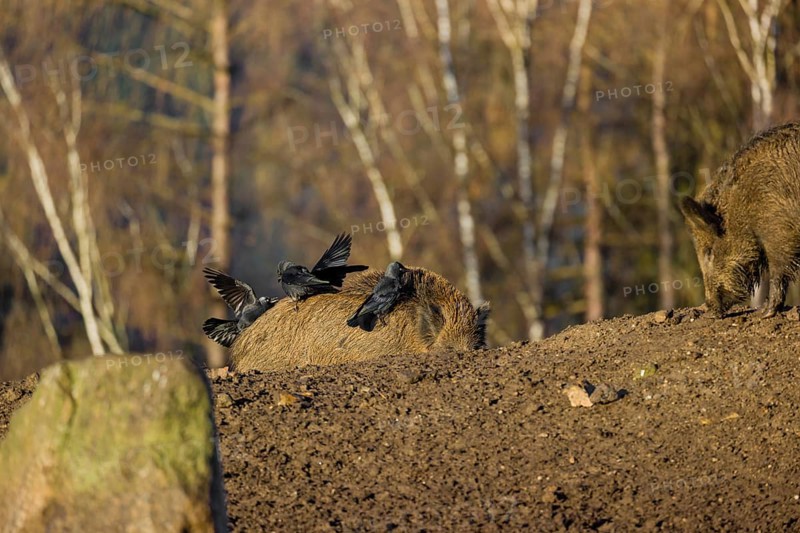Two wild boar or wild pig (Sus scrofa) standing in a clearing. First sweet morning light. Four western jackdaws (Coloeus monedula) standing on one´s boar back