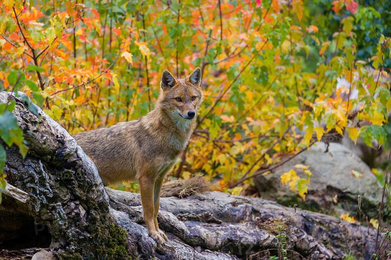 One golden jackal (Canis aureus) stands on a fallen tree trunk. Behind him is a tree in intense autumn colours