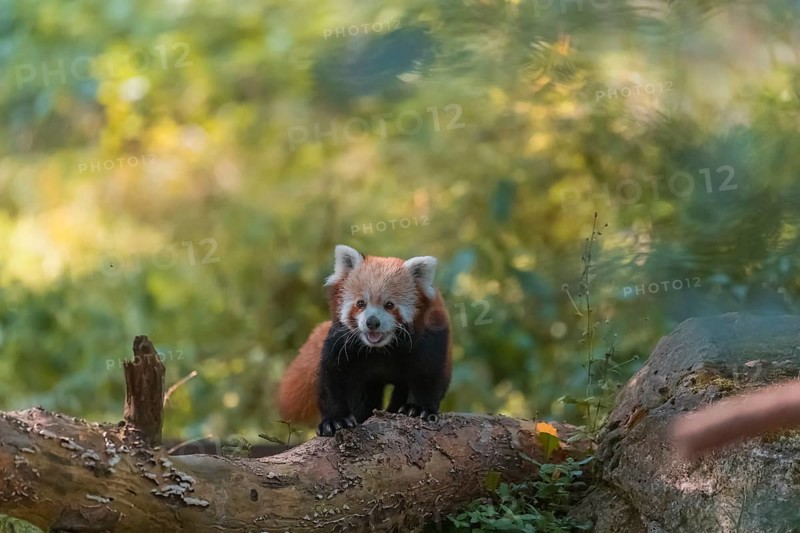 One red panda, Ailurus fulgens, walking on a branch lying on the ground. Green vegetation in the background