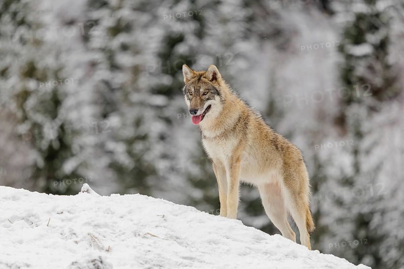 A young grey wolf (Canis lupus lupus) stands on a sloping, snow-covered meadow on a cold, cloudy day. A forest can be seen in the background