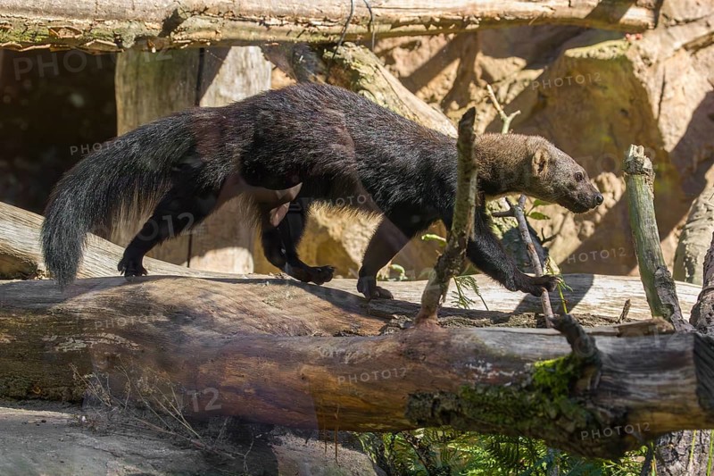 A Tayra (Eira barbara) runs on branches of a fallen tree
