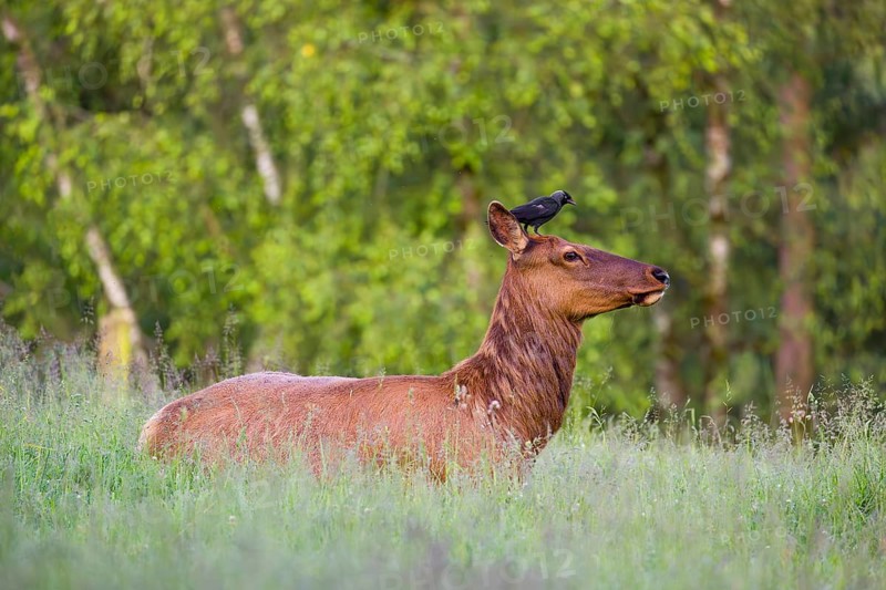 A female wapiti (Cervus canadensis) rests in a green meadow in the early morning. A western jackdaw (Coloeus monedula) stands on the head of the wapiti and pecks for insects