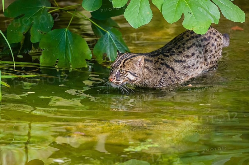 A fishing cat (Prionailurus viverrinus) swimming in a little river with dense green vegetation