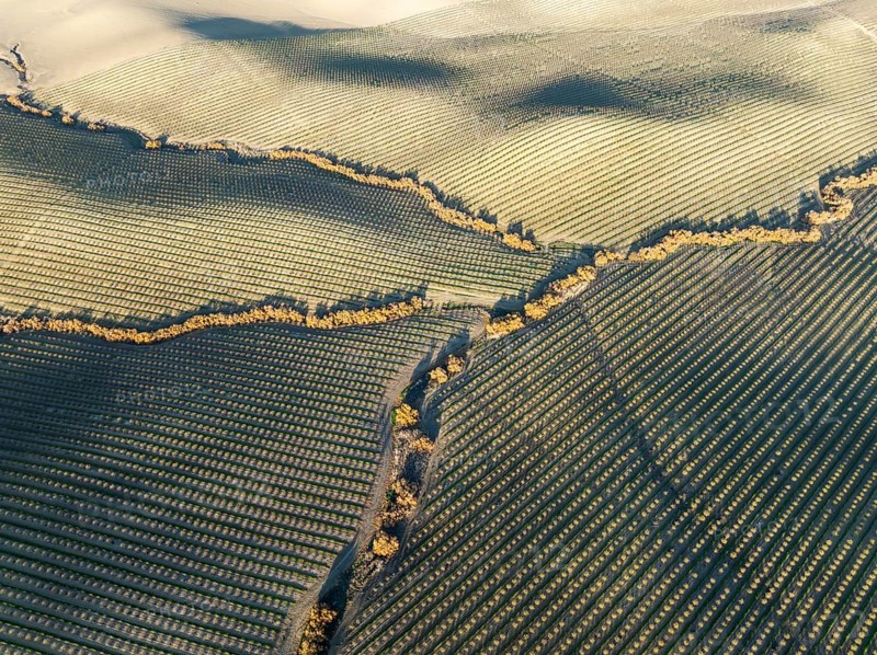 Cultivated almond trees (Prunus dulcis) and streams with riverine vegetation in the Campiña Cordobesa, the fertile rural area south of the town of Córdoba. Aerial view. Drone shot. Córdoba province, Andalusia, Spain, Europe