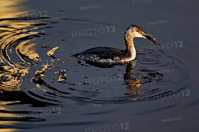Slavonian grebe (Podiceps auritus), adult, in a white plumage, winter plumage, swimming with a fish in its beak, Lake Zug, Switzerland, Europe
