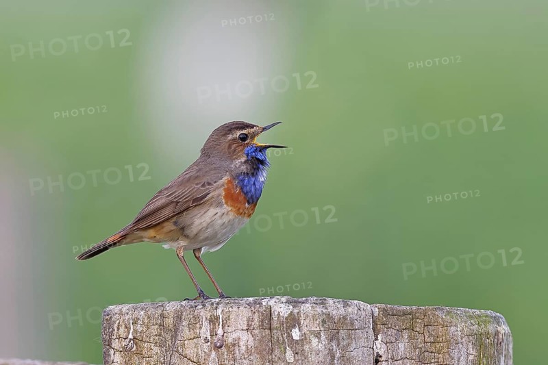 Bluethroat (Luscinia svecica cyanecula), male, singing on a pasture fence post, wildlife, Lembruch, Ochsen Moor, Dümmer nature park Park, Lower Saxony, Germany, Europe