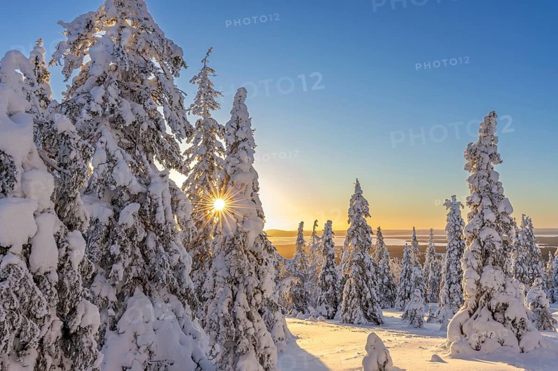 Tykky forest, snow covered spruce trees on the taiga at sunrise in winter, Riisitunturi National Park, Finnish Lapland, Posio, Koillismaa, Finland, Europe