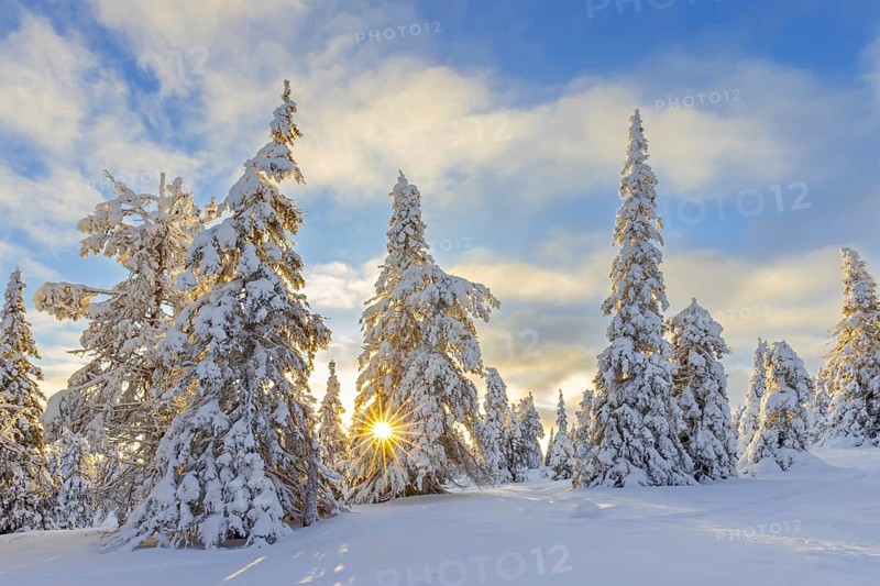 Tykky forest, snow covered spruce trees on the taiga at sunrise in winter, Riisitunturi National Park, Finnish Lapland, Posio, Koillismaa, Finland, Europe