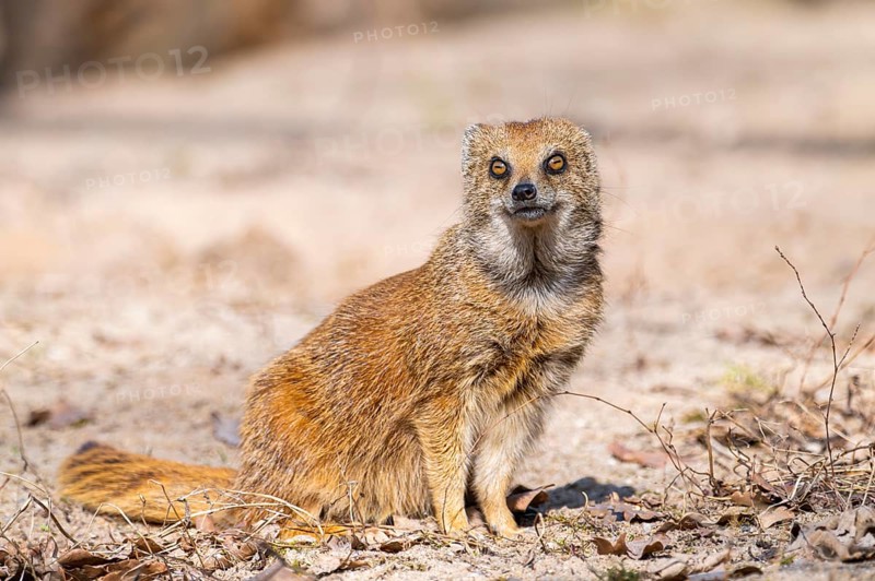 Yellow mongoose (Cynictis penicillata), in the dessert on a sunny day, captive