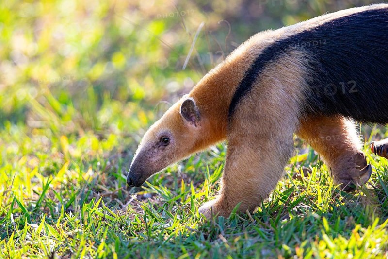 Southern tamandua (Tamandua tetradactyla) Pantanal Brazil