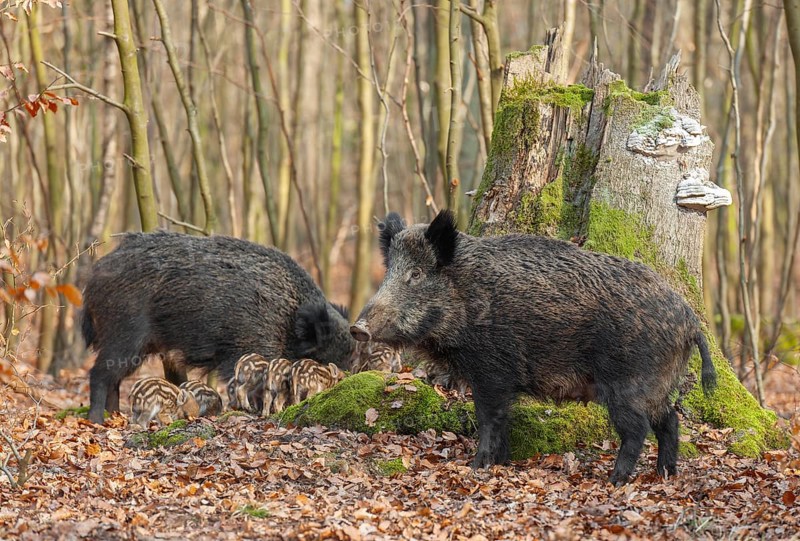 Wild boar, wild boar (Sus scrofa) two bucks and young boar looking for food in the forest, Germany, Europe