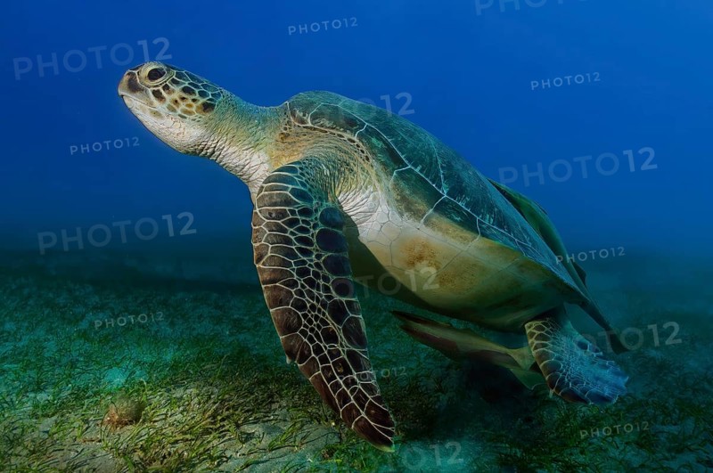 Underwater photo Large specimen of green turtle (Chelonia mydas) Green turtle swimming over seagrass meadow (Cymodocea serrulata, Red Sea, Abu Dabab, Marsa Alam, Egypt, Africa