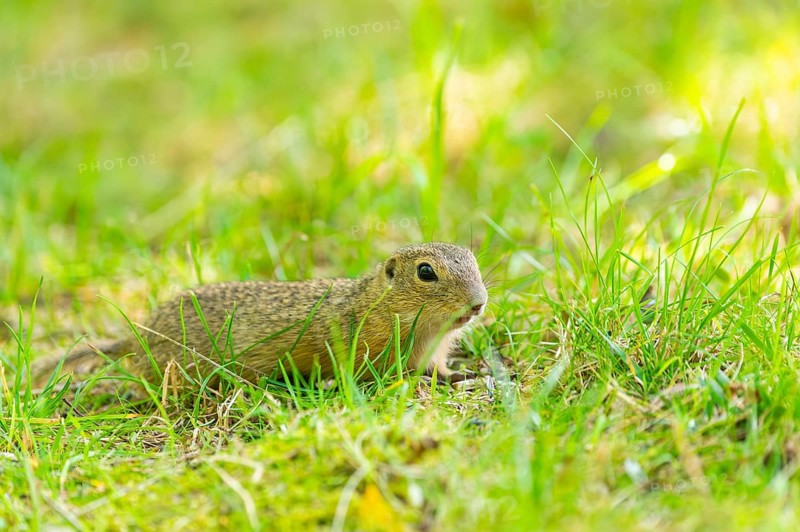 European ground squirrel (Spermophilus citellus) on a meadwo, Bavaria, Germany, Europe