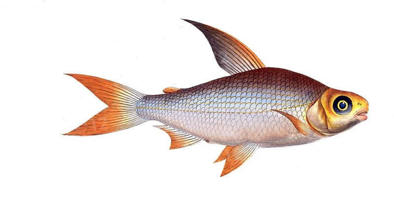 Fish, Fishes, Salmon family, Salmo edentulus, the toothless salmon, Salmon, Historical, digitally restored reproduction from a 19th century original, Record date not stated