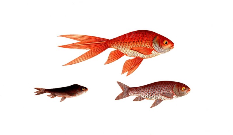 Fish, Fish, Genus of carp fish, Cyprinus auratus var., Gold carp, Gold fish, Historical, digitally restored reproduction from a 19th century original, Record date not stated