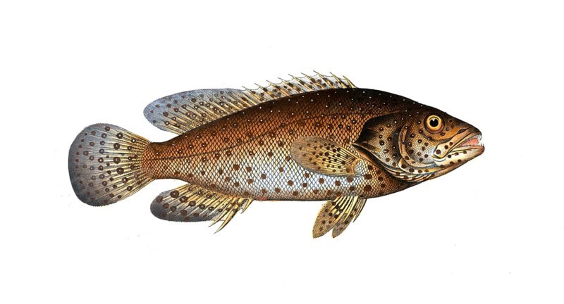 Fish, Fishes, Wrasse family, Bodianus guttatus, the Jacob Evertsen, The Jenfish, Historical, digitally restored reproduction from a 19th century original, Record date not stated