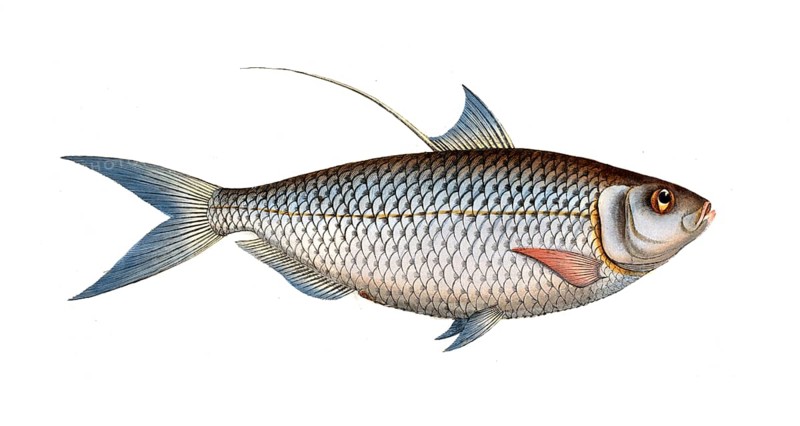 Fish, Fish, Fish genus Herring, Clupea thrissa, Bristle fin, Sprat, Chinese gizzard shad, Historical, digitally restored reproduction from a 19th century model, Record date not stated