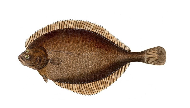 Fish, Fishes, Lepidorhombus whiffiagonis, Winged turbot, the Megrim, megrim sole, whiff, or Cornish sole, Historical, digitally restored reproduction from a 19th century original, Record date not stated