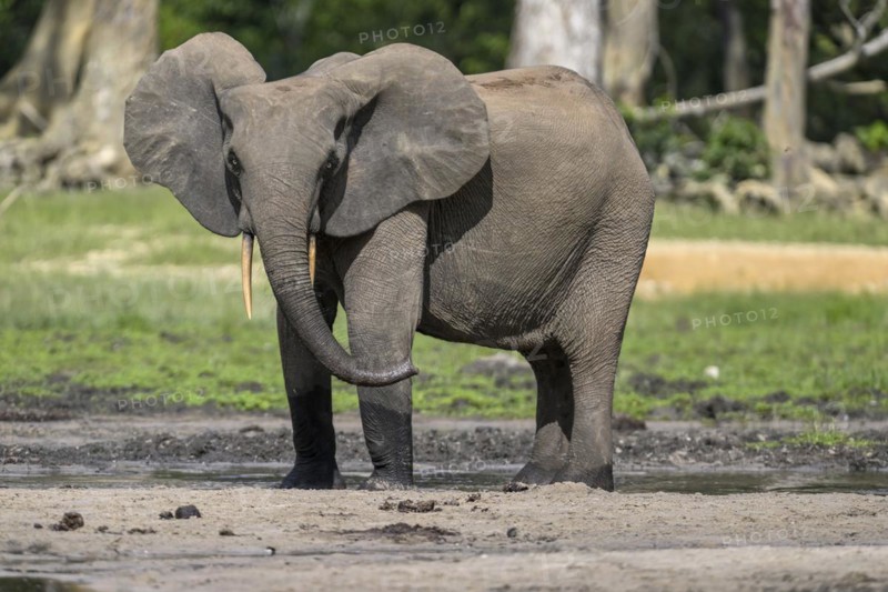 African forest elephant (Loxodonta cyclotis) in the Dzanga Bai forest clearing, Dzanga-Ndoki National Park, Unesco World Heritage Site, Dzanga-Sangha Complex of Protected Areas (DSPAC), Sangha-Mbaéré Prefecture, Central African Republic, Africa