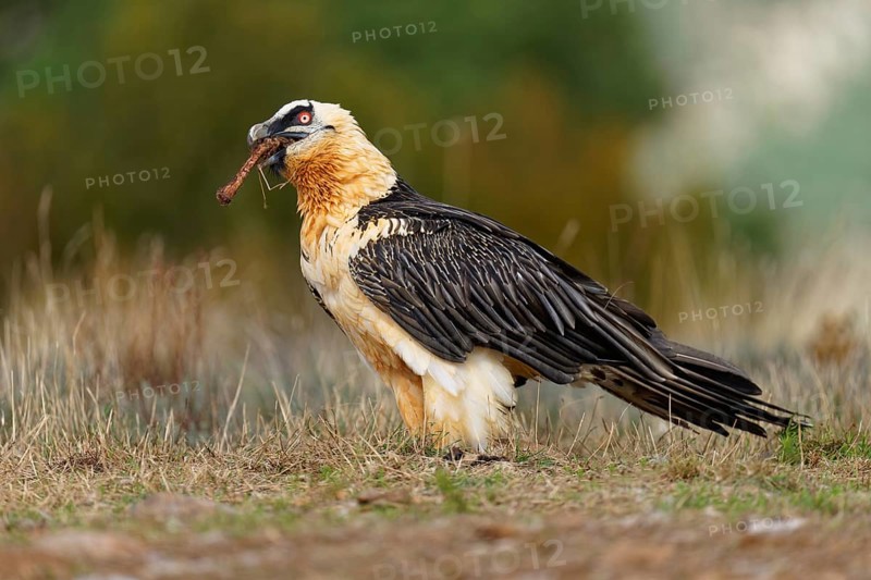 Old bearded vulture (Gypaetus barbatus), devouring sheep bones, Catalonia, Pyrenees, Spain, Europe