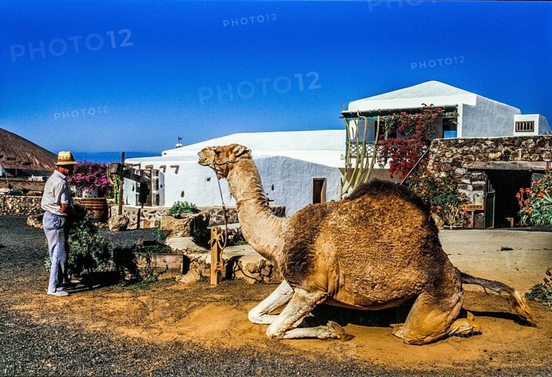 2016, Raimund Franken, Model Release:Not, Property Release: Not Tiagua, Lanzarote, Farm Museum El Patio, Tiagua, ESP, Spain, Canary Islands, Canary Islands, Atlantic Ocean, Lanzarote, biosphere reserve, volcano, volcanism, agricultural museum, open-air museum, volcanic island, island, recording date, Europe